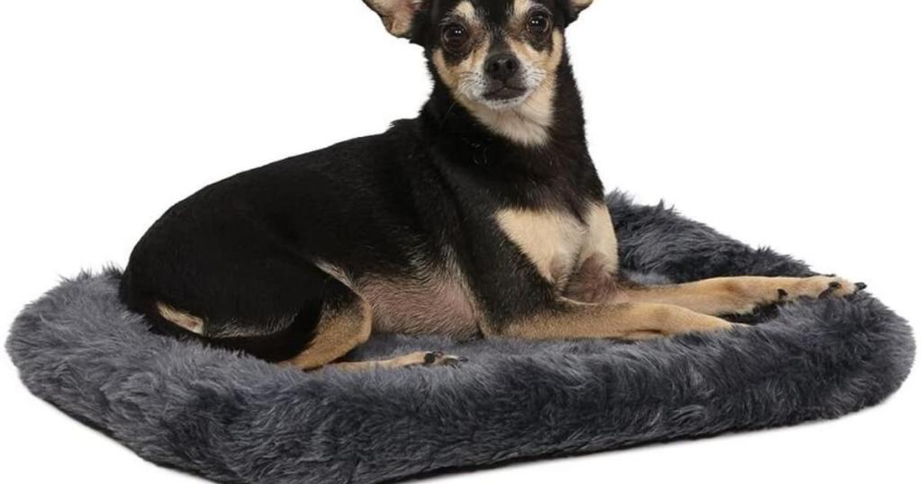 dog sitting on MidWest 18" Bolster Pet Bed