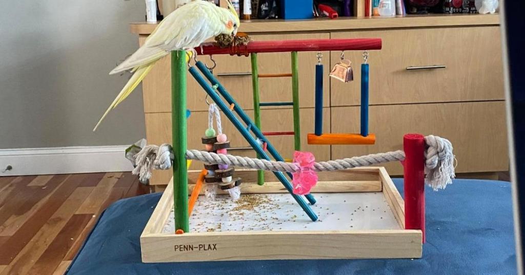 Penn-Plax Bird Life Wooden Playpen