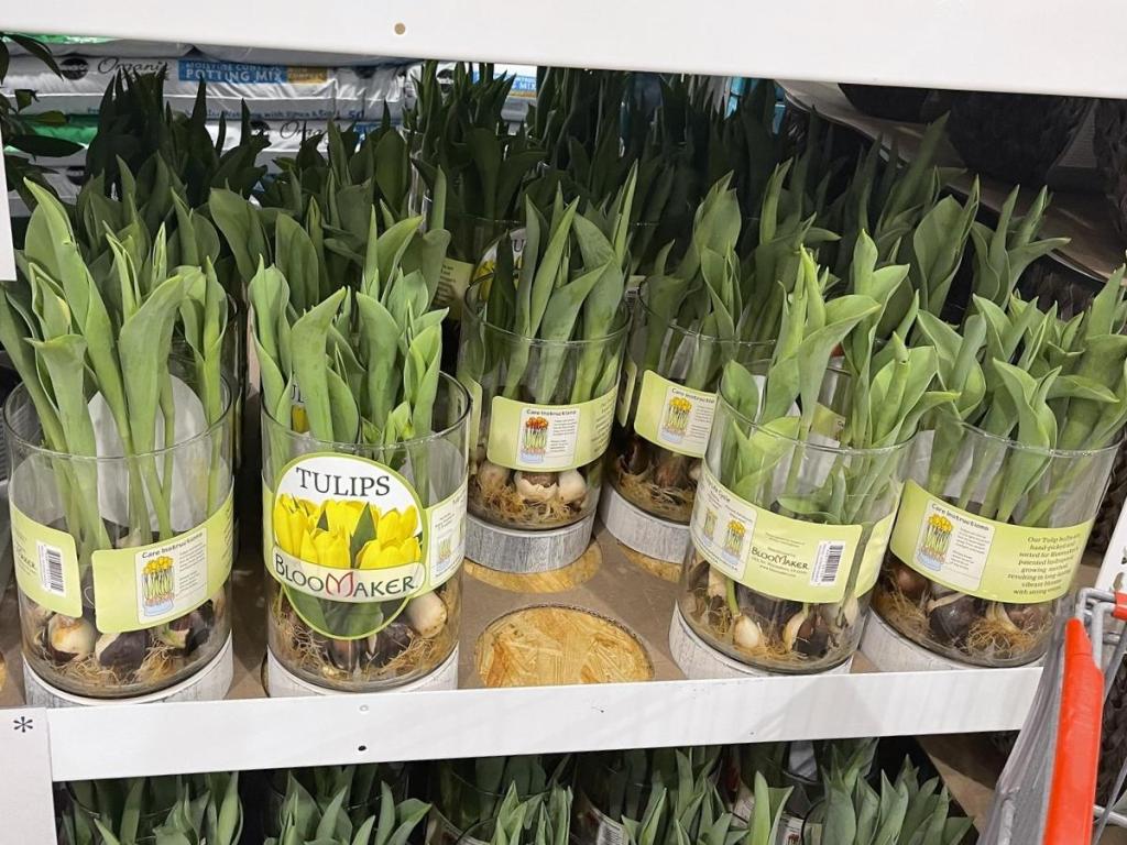 Tulip Bulbs in Vase in store