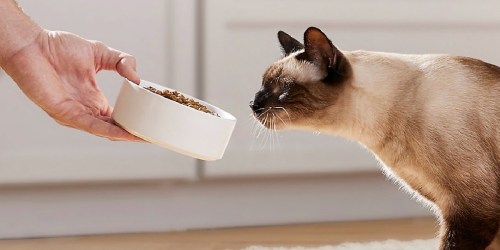 American Journey Total Health Cat Food 15lb Bag Only $16.83 on Chewy.com (Regularly $36)