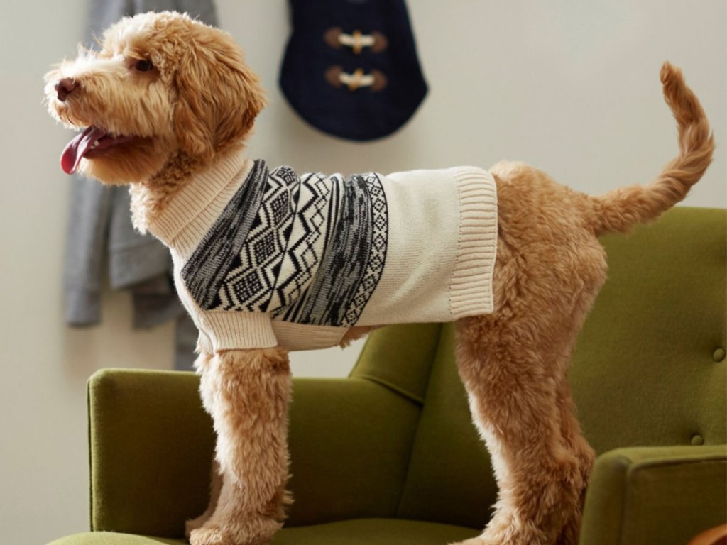 dog wearing blue and white sweater