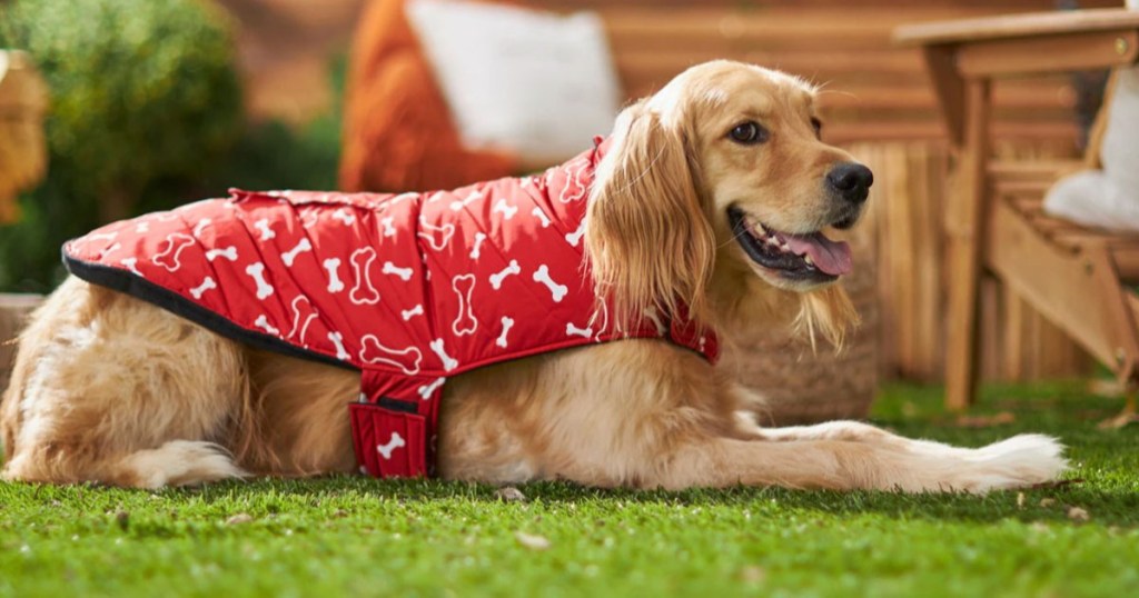 dog laying down wearing a red and white bone print coat