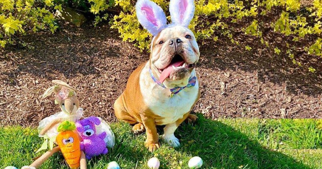 dog with easter costume