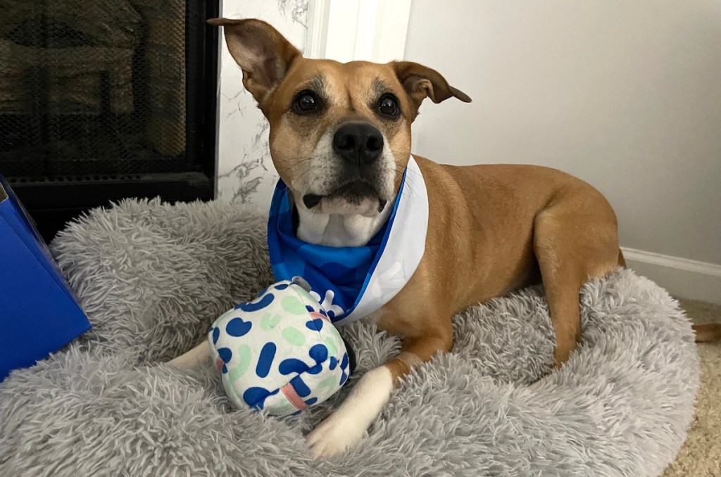 dog with blue bandana and ball sitting on furry bed