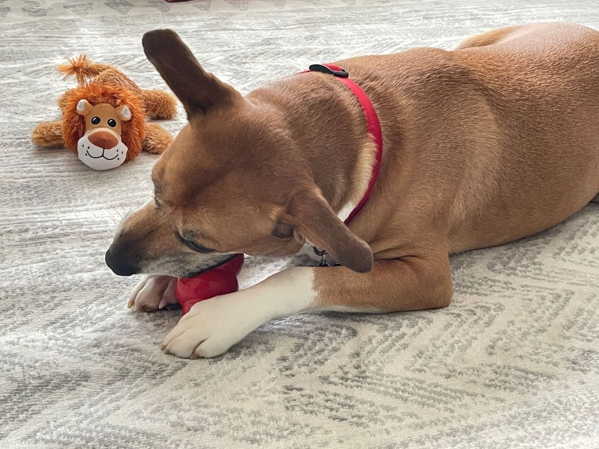 dog playing with red chew toy