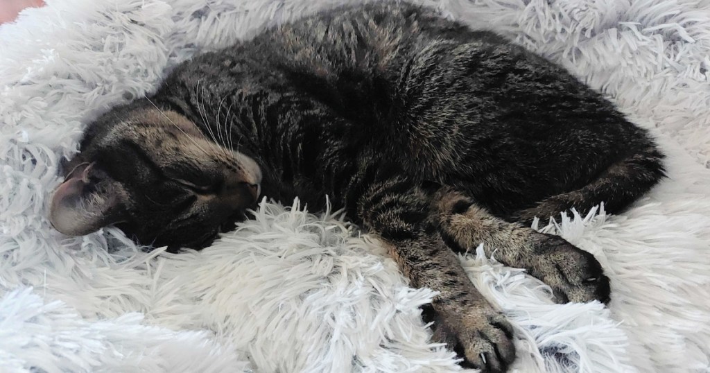 small gray cat in the original calming pet bed