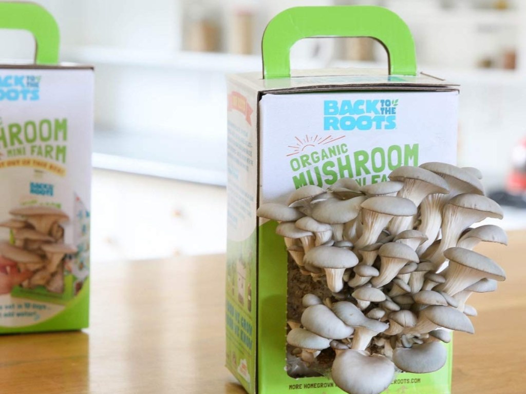 Back to the Roots Organic Mini Mushroom Grow Kit