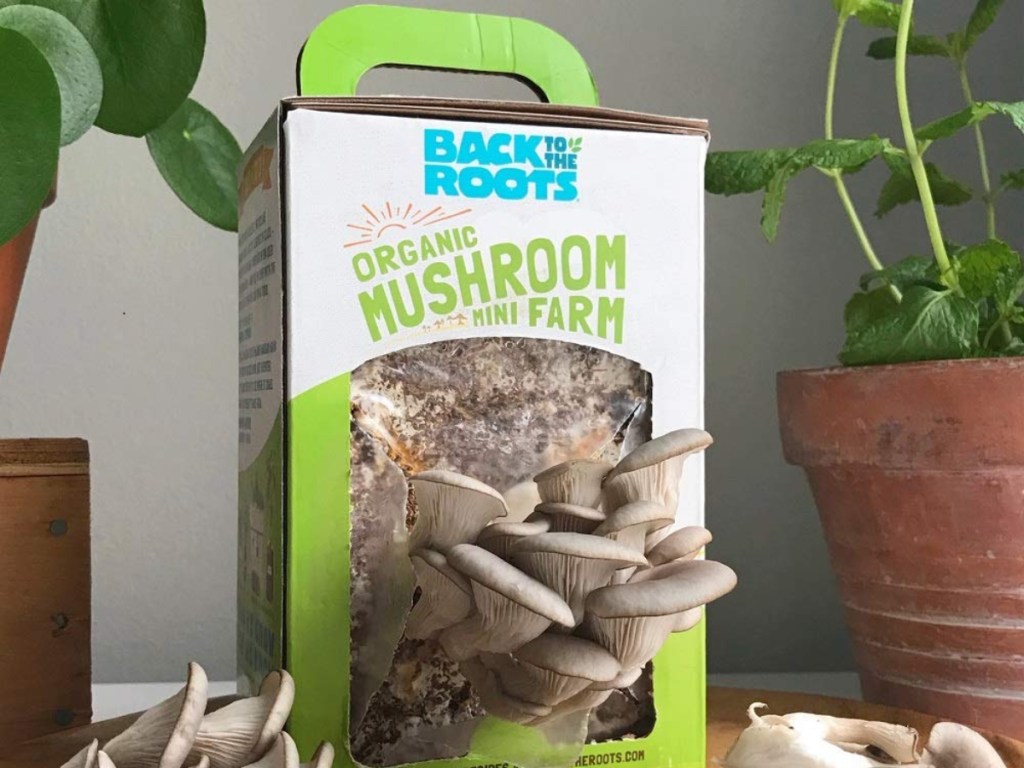 Back to the Roots Organic Mini Mushroom Grow Kit