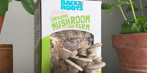 Back to the Roots Organic Mushroom Kit Only $7.97 Shipped on Amazon (Regularly $16)
