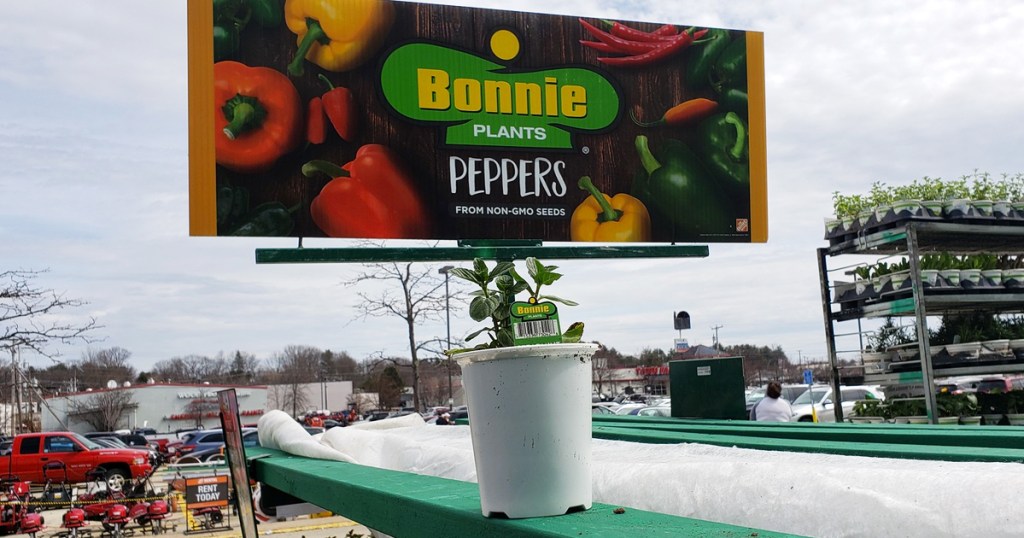 potted pepper plant in front of bonnie plants sign