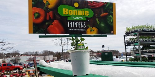 Live Plant 2-Pack Only $9.98 Shipped | Tomatoes & Peppers for Your Garden!