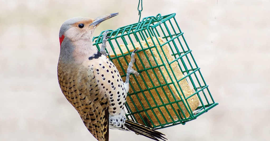 bird hanging onto bird food in bird feeder