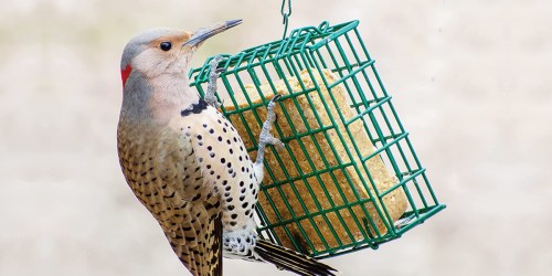 C&S Suet Dough Peanut Delights for Wild Birds 12-Pack Only $12.46 Shipped on Amazon | Just $1 Each