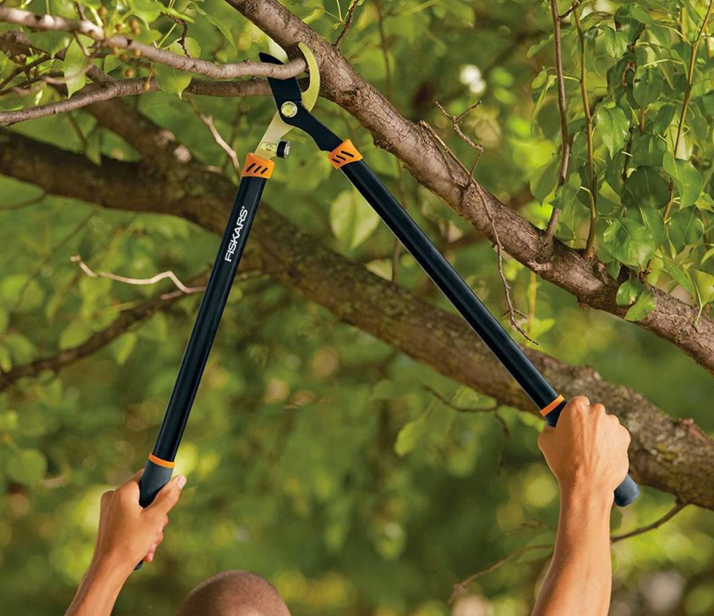 person using loppers on tree