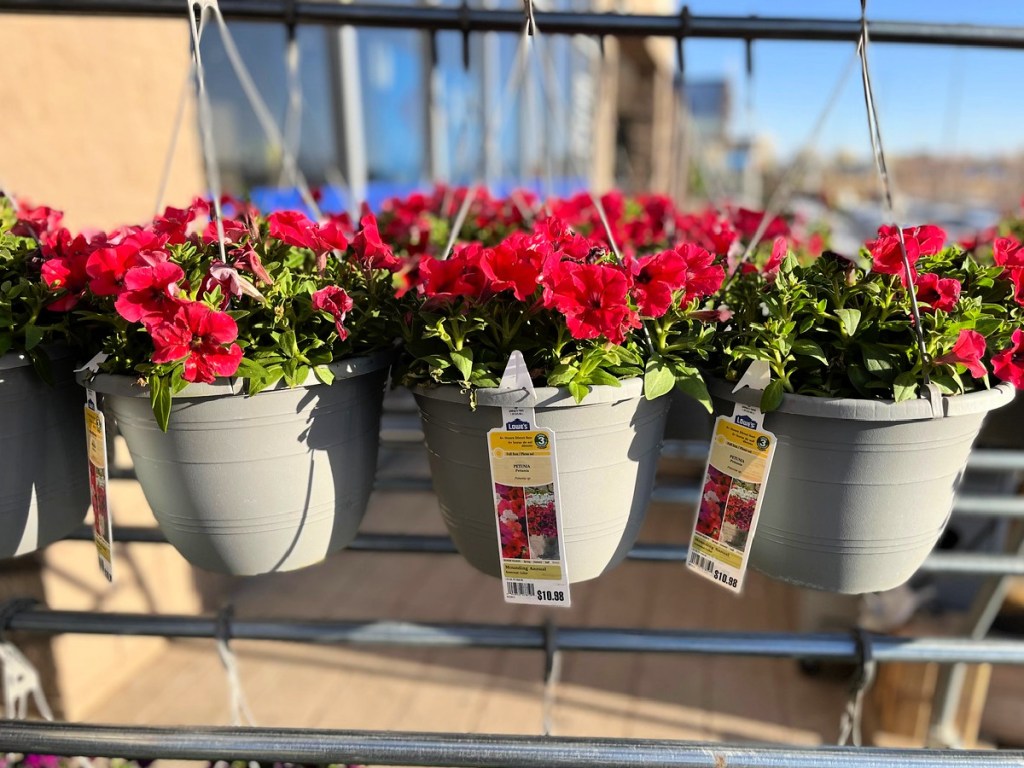 Hanging Baskets at Lowe's