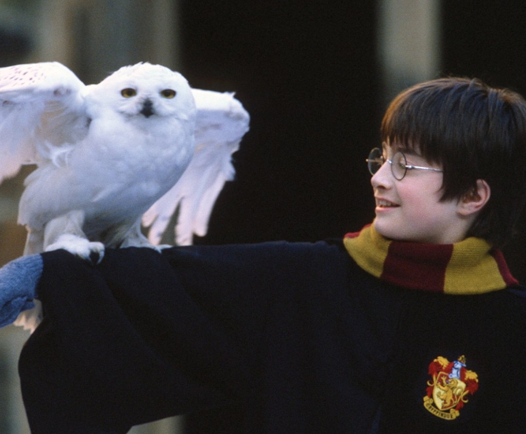 Harry Potter holding hedwig