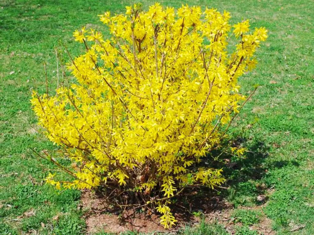 Online Orchards 1 Gal. Show Off Forsythia Shrub w/ Bright Honey-Yellow Flowers