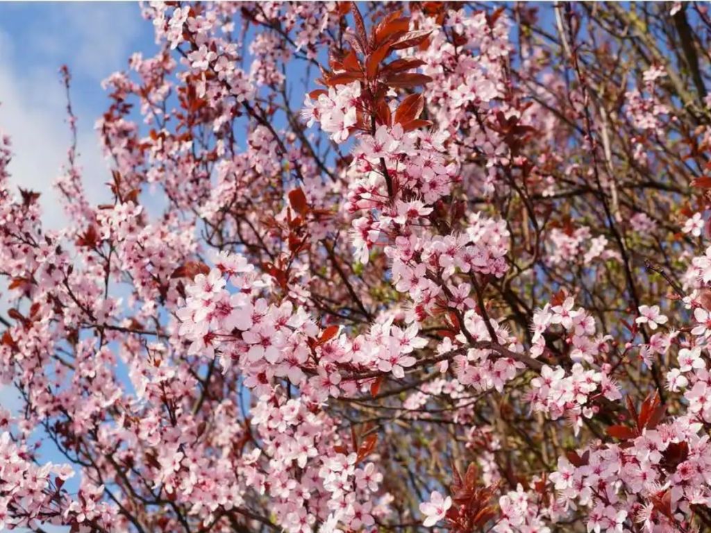 Online Orchards Thundercloud Flowering Plum Tree Bare Root