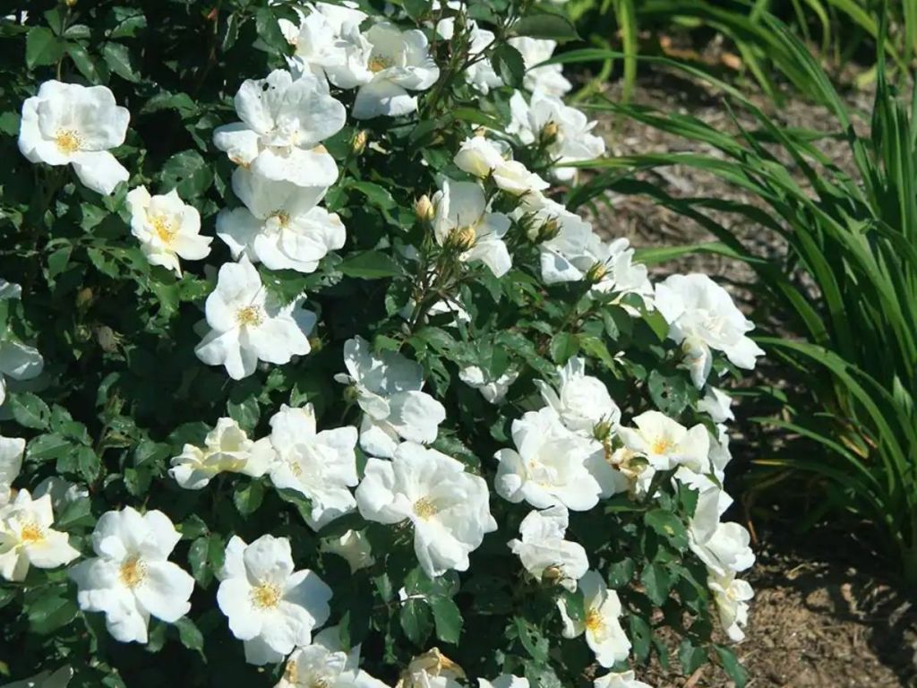 Knock Out 2 Gal. The White Knock Out Rose Bush with White Flowers