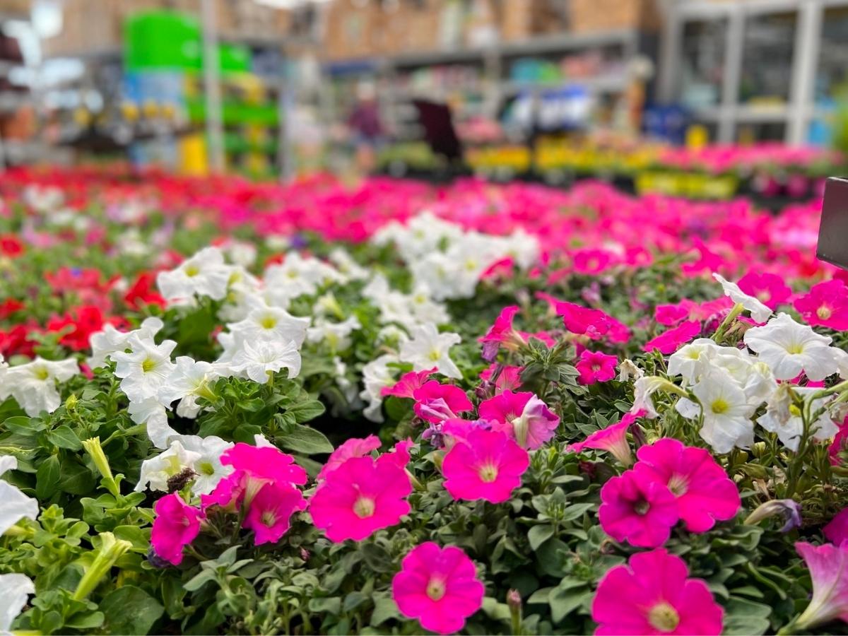 Here S A Lowe S Return Policy Breakdown Returns Refunds More   Lowes Petunias 