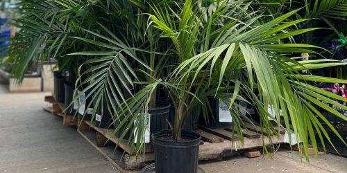 Majesty Palm Plant Only $15 on Lowes.com w/ In-Store Pickup