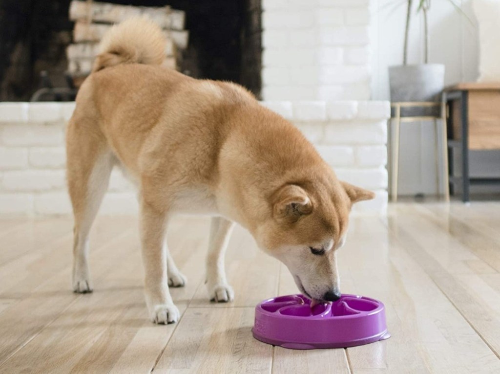 dog eating out of a purple bowl