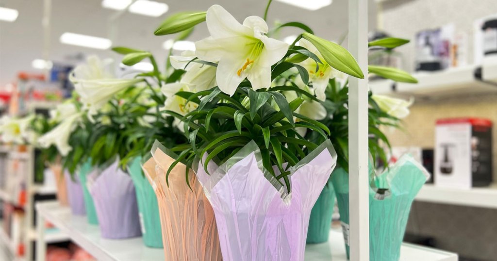potted easter lily plants at target