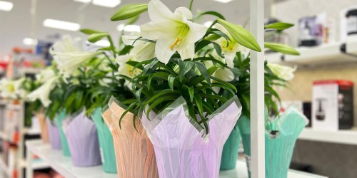 Potted Live Easter Lilies Just $7 at Target (Great Easter Hostess Gift!)