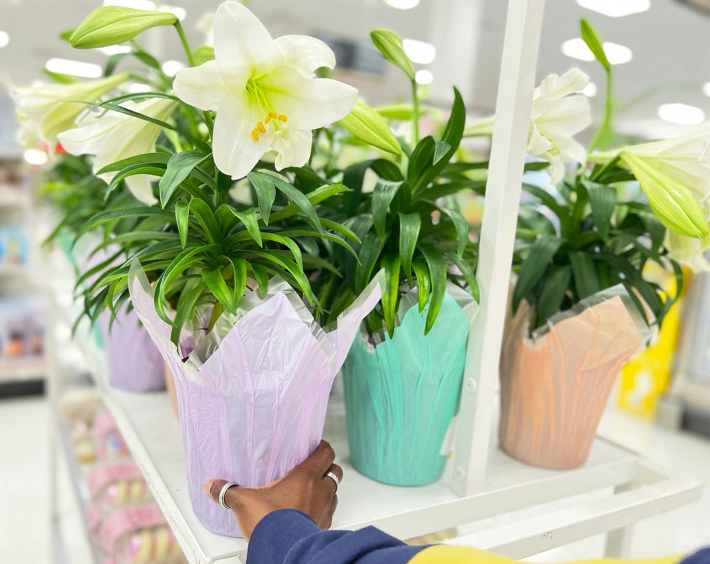 hand holding easter lily plant