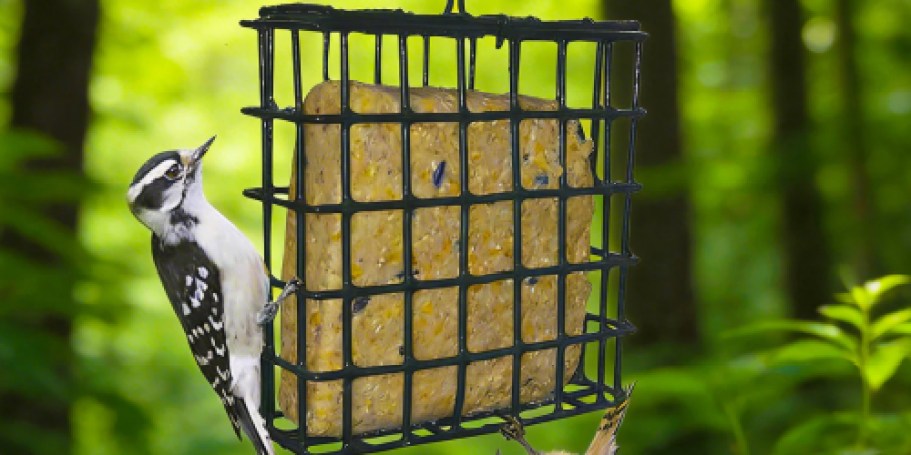 Bird Suet Only $1 on Lowes.com