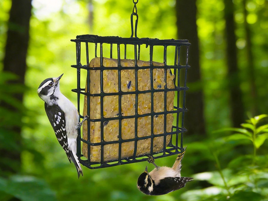 Bird Suet Only $1 on Lowes.com