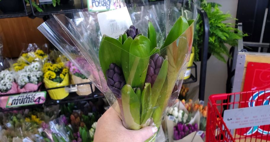 A hand holding a Trader Joe's Hyacinth