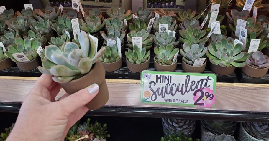 Trader Joe's Mini Succulents