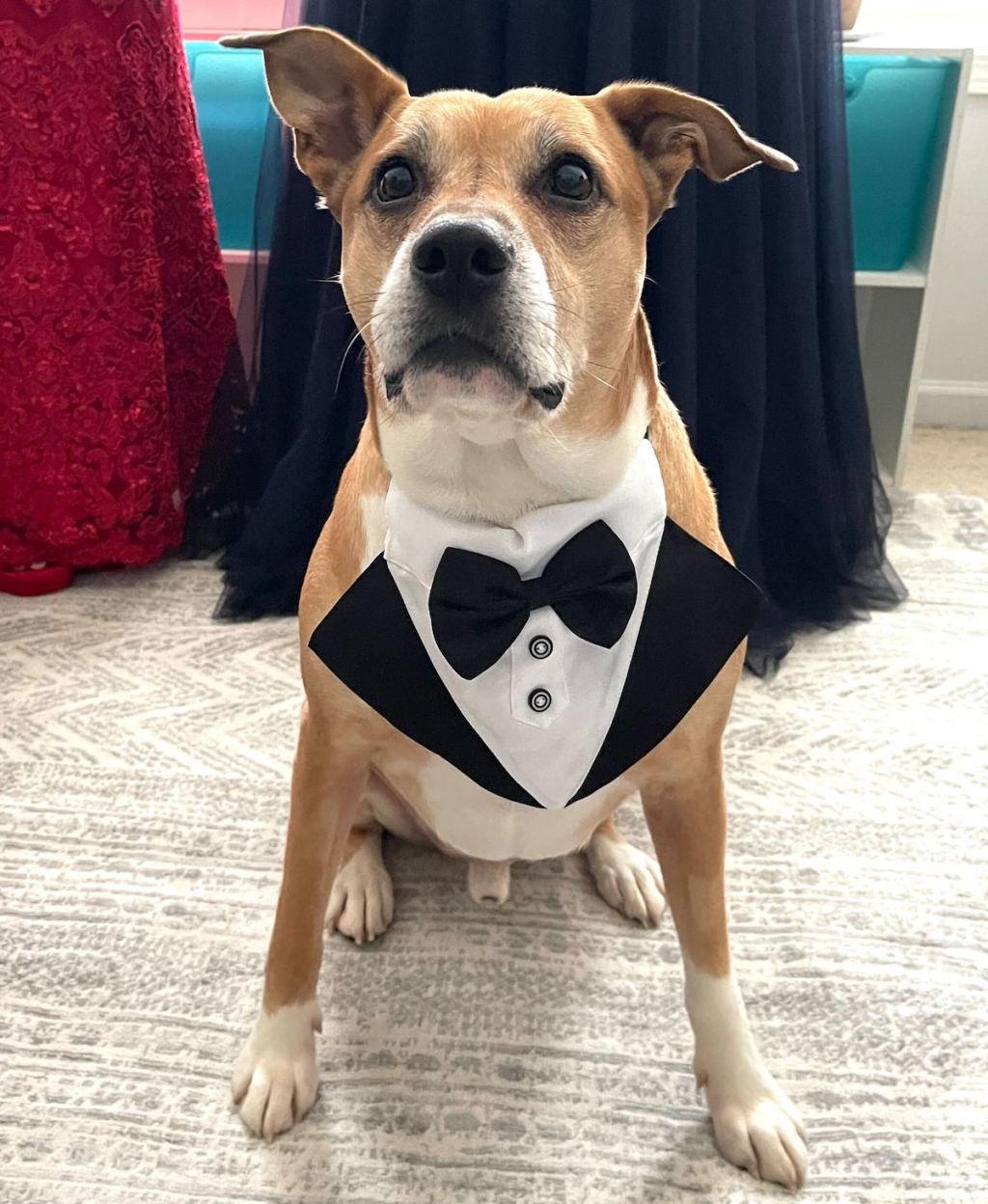 dog wearing black and white tuxedo outfit