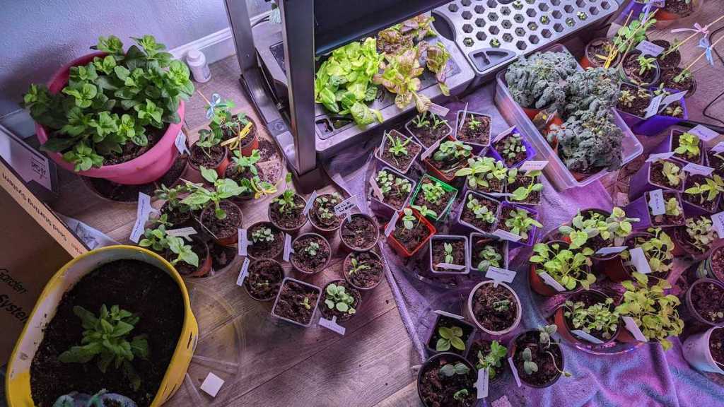 various types of plants growing inside with plant light