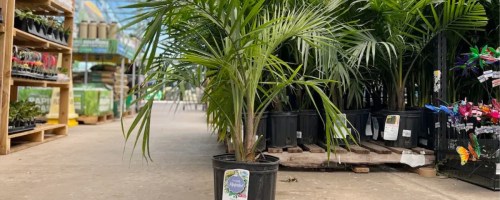 majesty palm at lowes store