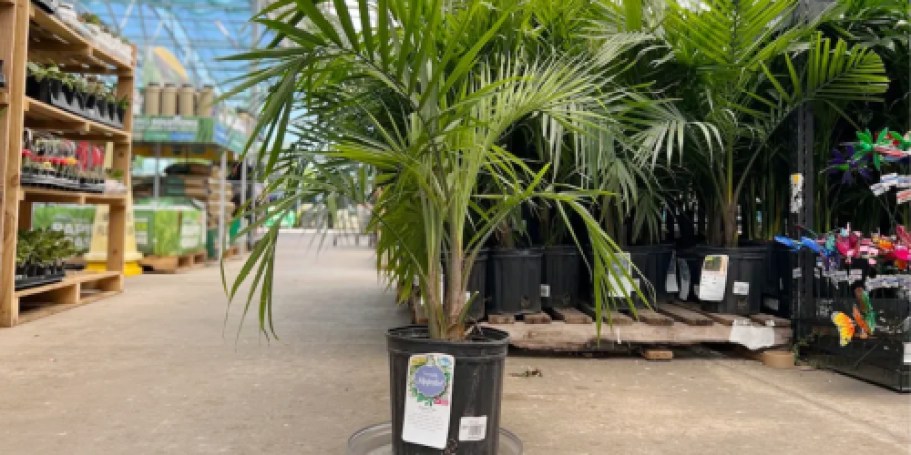 Majesty Palm Plant Only $15.98 on Lowes.com (Reg. $23)
