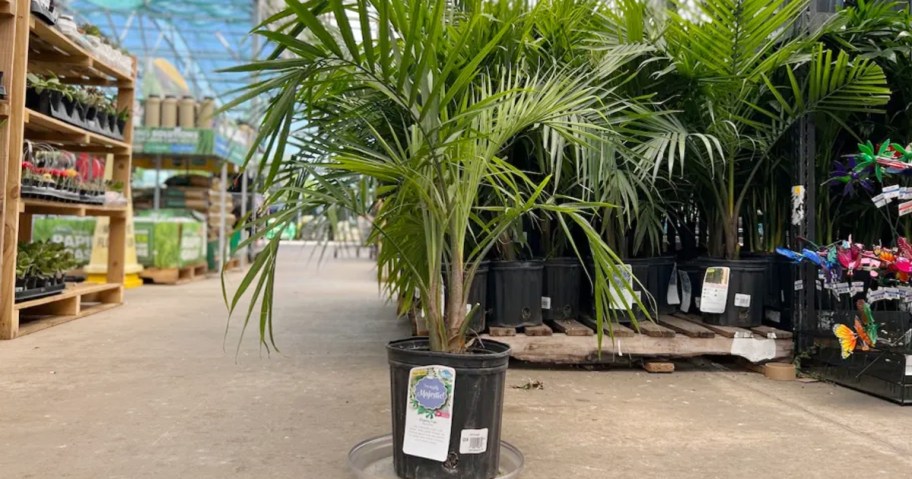 majesty palm at lowes store