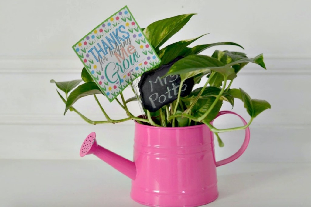 pink planter with pothos plant and teacher gifts note in soil