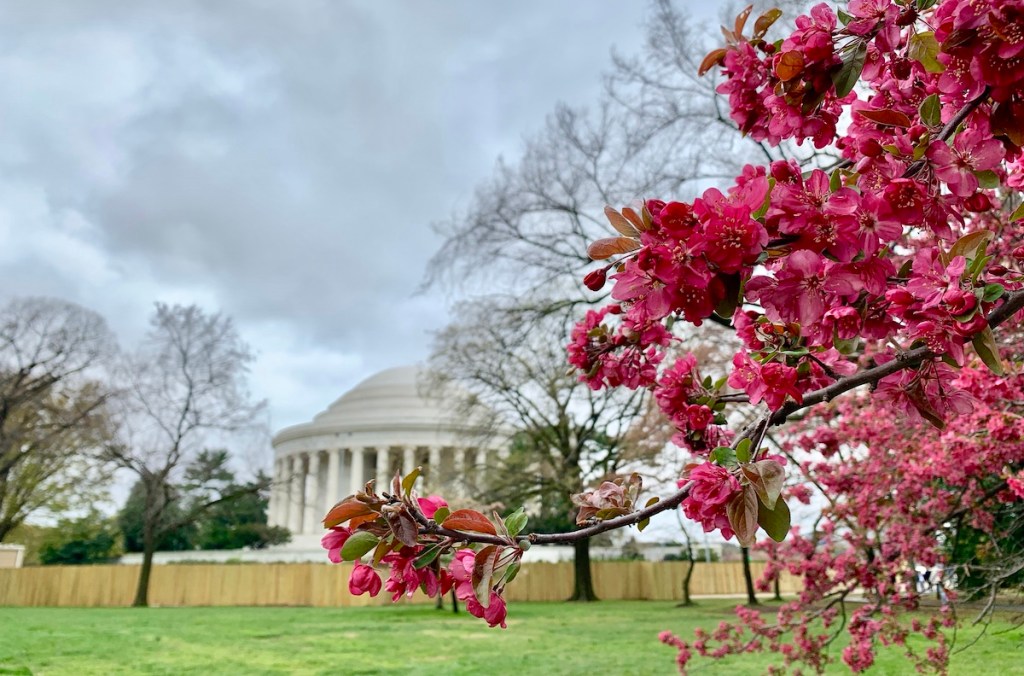 washington dc thomas jefferson memorial building with cherry blossoms