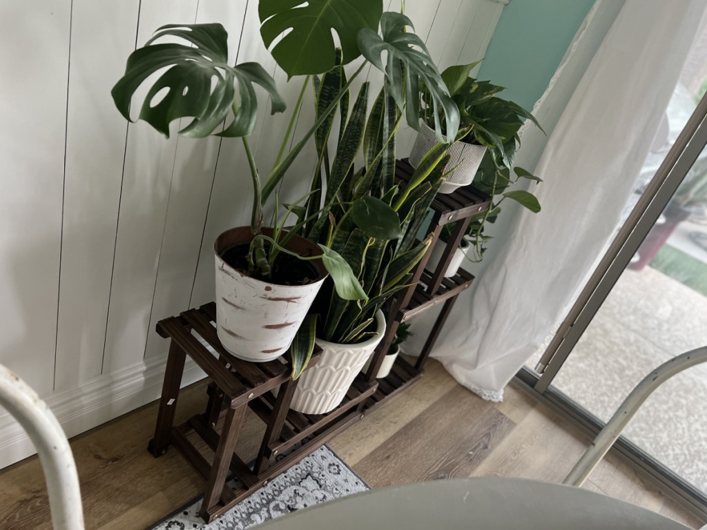 plants on plant stand