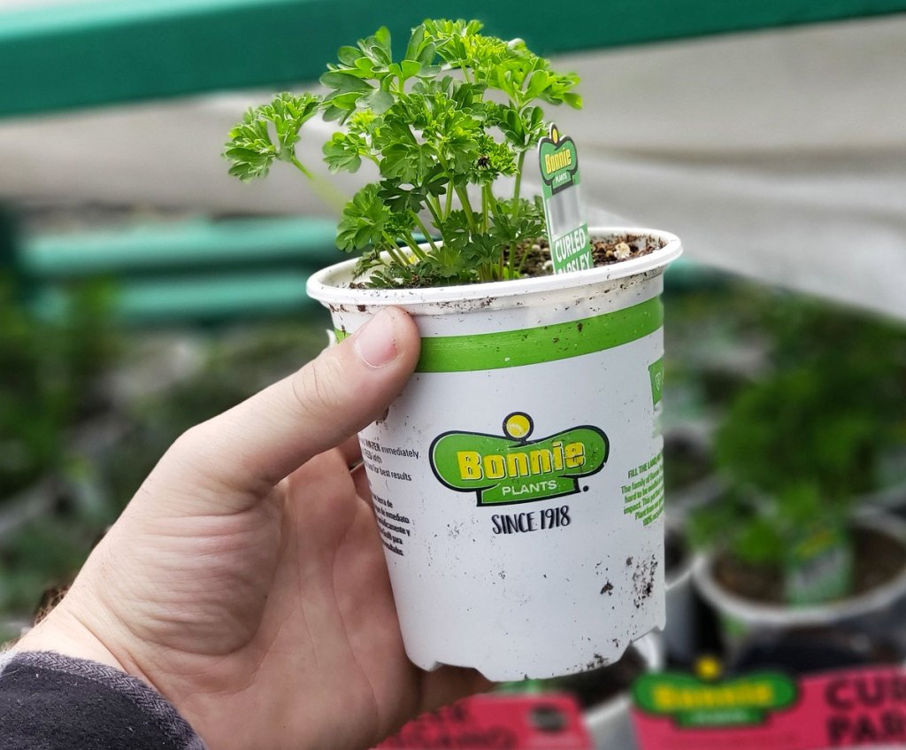 holding up a starter parsley plant