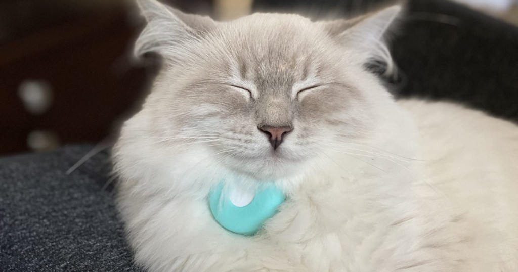 Fluffy cat wearing Apple Airtag on collar