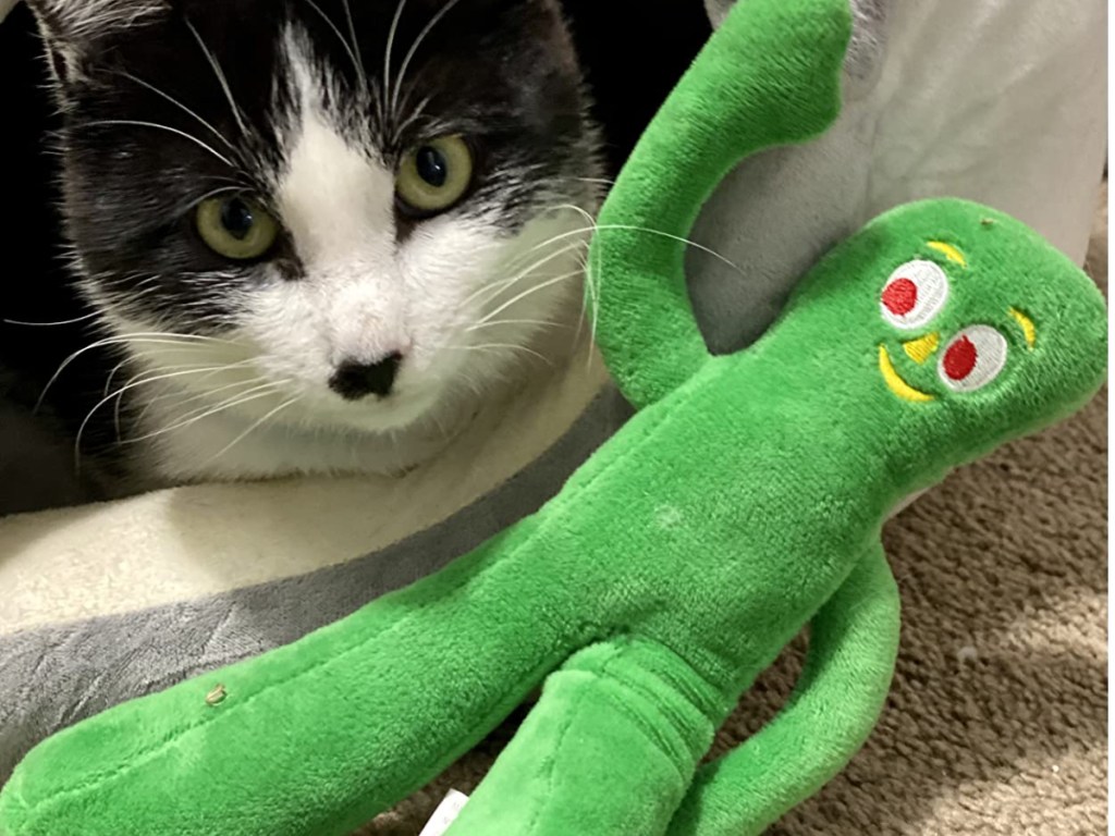 Cat with gumby toy