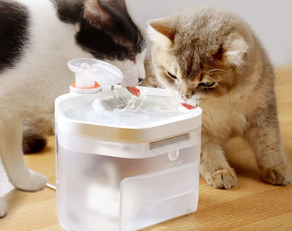 cats drinking out of a water fountain