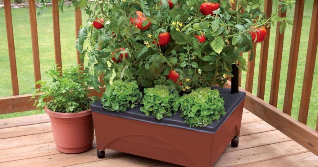 raised garden bed with tomatoes on deck