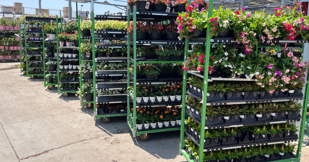 Flowers at Home Depot
