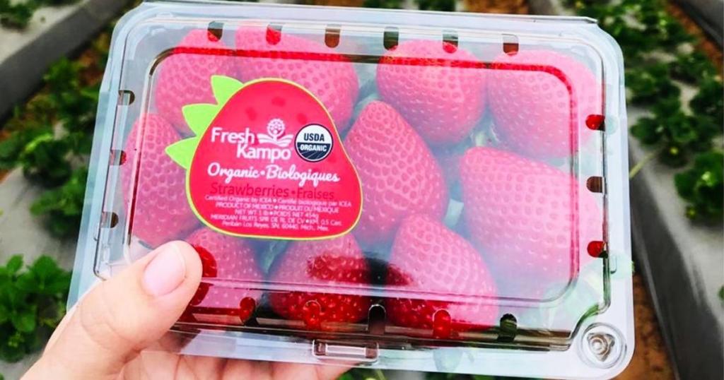 freshkampo strawberries in plastic container