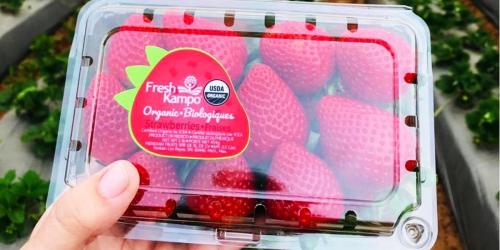 FreshKampo & HEB Organic Strawberries Recalled Due to Hepatitis A Outbreak