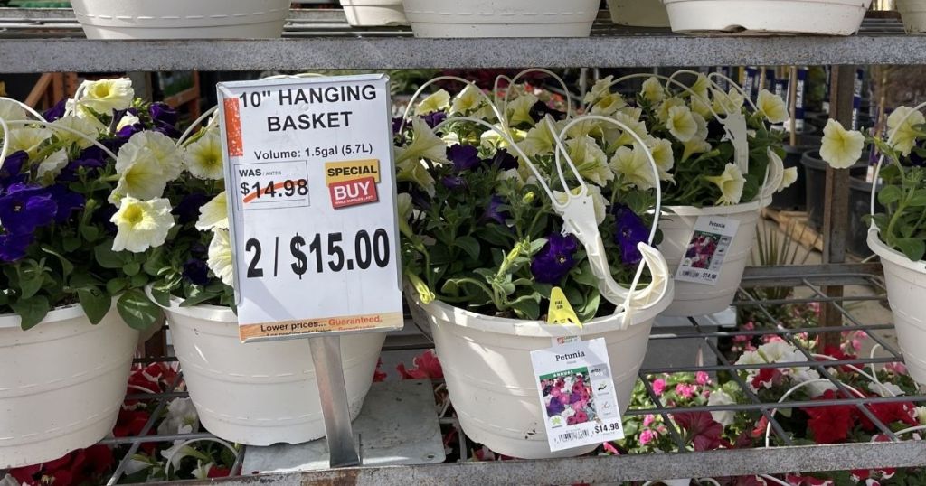 Home Depot Hanging Basket flowers